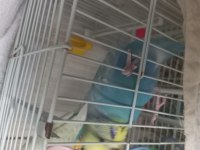 Nadir Irklı Muhabbet Kuşu