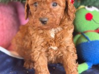 16 Yıllık İşletmeden Saf Kan Garantili Poodle Yavruları