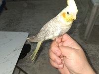 2 aylık yeni yeme düşen sultan papağanı