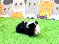 Ginepig 1 aylık yavru