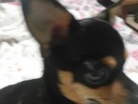 2 Yaşında Dişi Wc Eğitimli Çok Özel Anatomi Chihuahua