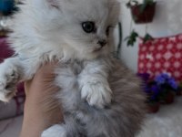 British Longhair Erkek Silver Yeşil Göz
