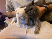 Safkan Dişi British Shorthair Ve Safkan Erkek Ankara Kedisi