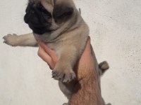 Kaliteli Pug Yavru İsteyene Yardımcı Olurum