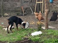 Estetiği yapılmış doberman tüm aşıları yapılmıştır