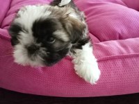Ev ortamında, anne altından harika shih tzu bebekler