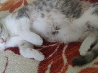 Scottish Fold Kedimiz Sahibini Arıyor