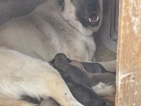 Sivas'ın Has Kangal Yavruları