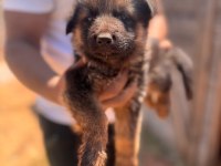 Koruma içgüdüsü yüksek alman kurdu