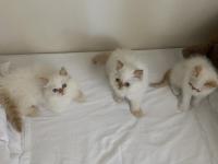 Mavi Gözlü İran Kedisi Yakışıklılar Yeni Yuvasına Hazır