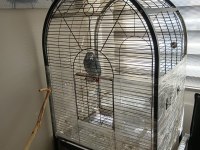 Eğitimli Jako Papağanı