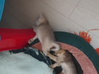 İnanılmaz Tatlı Exotic Shorthair Yavruları