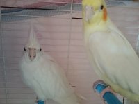Acil satılık sultan papağanı çifti