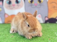 Cüce Tavşan Yavruları Gönderim Yapılır