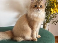 British longhair kızlar
