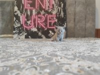 Lilac Ve Beyaz Renkli British Yavrular