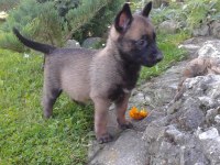 Belçika Malinois Köpeği Yavruları