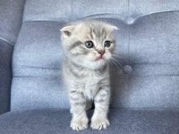 Gri scottish fold yavru