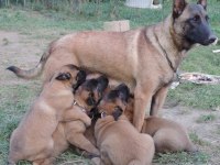 Belçika kurdu (malinois) yavruları