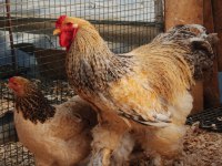 Buff Barret Brahma Kuluçkalık Yumurta