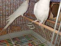 Takım Albino Sultan Papağanım