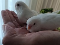 Albino yavru muhabbet kuşlar