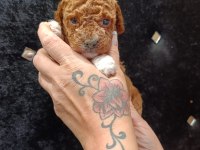 Harika Poodle Minikler