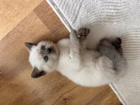 Blue Point Son Kalan British Yavrumuz Yuvasına Gitmeyi Bekliyor