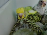 Muhabbet Kuşu Jumbo Yavru