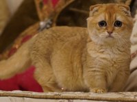 Scottish Fold Munchkin