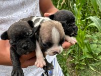 A kalite french bulldog yavruları yalova