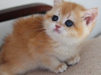 Safkan Şecereli Anne Babadan Golden Ny12 British Shorthair