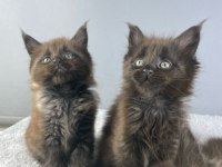 Safkan Maine Coon 03.03.2025 Doğumlu