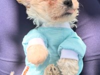 Acil bichon frise 2 aylık