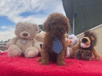Safkan Irk Ve Sağlık Garantili Toy Poodle