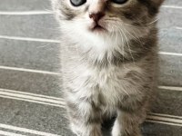 Yavru Kedileri Ve Anneyi Mama Karşılığı Sahiplendiriyoruz