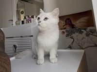 British shorthair beyaz mavi göz dişi