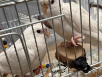 En büyüğü 4 aylık 2 çift sultan papağanları