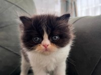 Exotic Longhair Yavrularımız Rezerveye Açıktır.