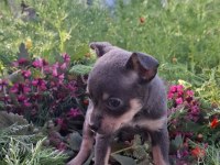 Teacup Dişi Chihuahua Bebekler