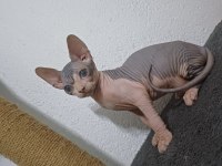 2 aylık erkek sfenks yavrumuz