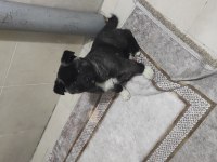 Safkan Amerikan Akita