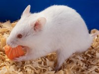 Kafesinde birlikte hamster