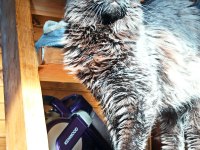 Karakteri Cüssesi Ve Dopdolu Şeceresi İle Maine Coon Ercüment