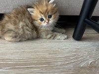 1 Aylık Bebik Kedimize Yuva Arıyoruz