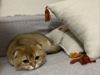 Bu Kedi Safkan Golden Evinizi Şenlendirecek