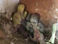 Sevda Papağanı Aşk Kuşu Yeni Yuvasını Arıyor