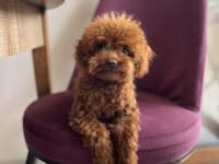 Toy Poodle Bebekleri