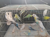 Yetişkin Erkek Dişi Muhabbet Hazır Kuşlar