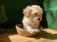 Maltipoo Bebek Köpekler